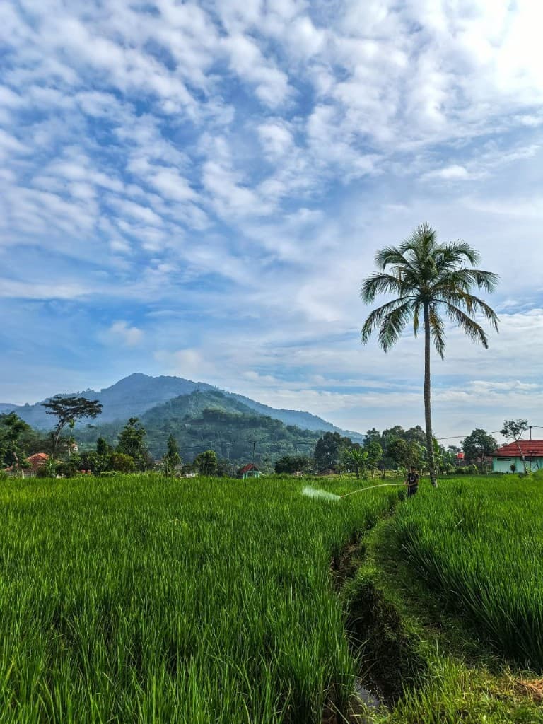 Sawah Organik Ciparay
