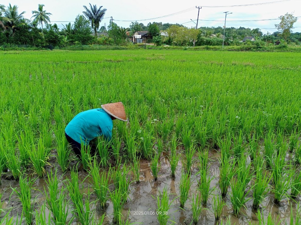 Sawah Organik Namang
